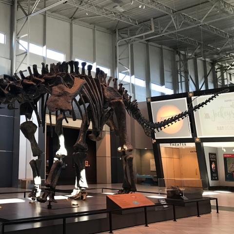 Tellus Museum Dinosaur